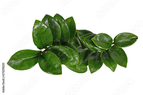 Top view of tropical 'Zamioculcas Zamiifolia Zenzi' houseplant isolated on white background photo