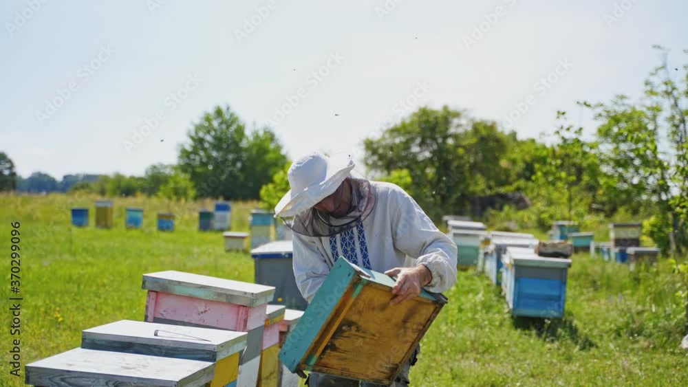 Apiarist with wooden box on a bee farm. Experienced beekeeper in protective hat working on bee farm in summer. Eco honey farming. Apiarist with wooden box on a bee farm. Experienced beekeeper in protective hat working on bee farm in summer. Eco honey farming.