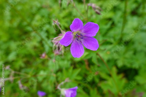 Macro on a violet flower in summer in Sweden