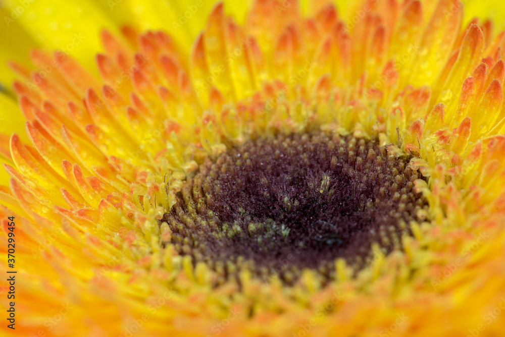 Yellow Gerbera Flowers With Water Drops