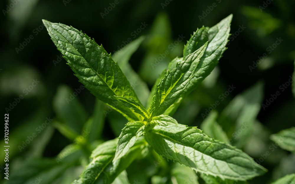 Mint plant lit by the sun on a natural background. Mint plant lit by the sun on a natural background.