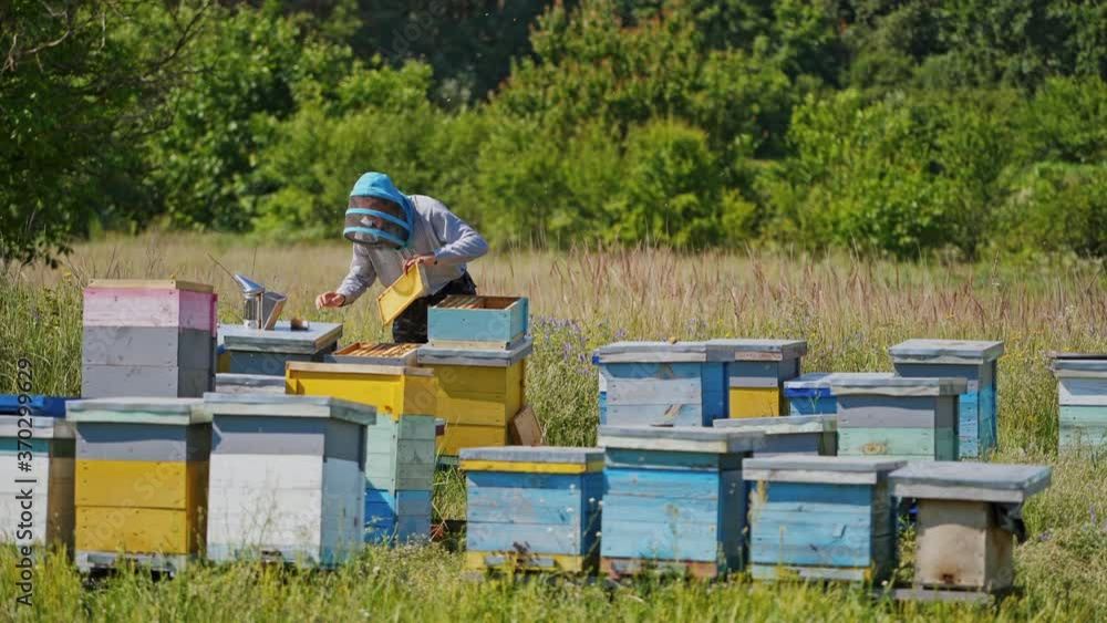 Beekeeping in summer. Professional beekeeper works on a bee farm among green nature. Blue and yellow hives on apiary. Beekeeping in summer. Professional beekeeper works on a bee farm among green nature. Blue and yellow hives on apiary.