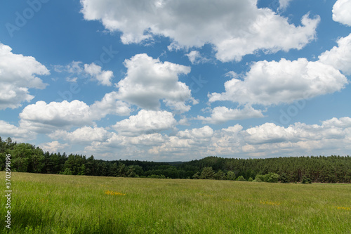 meadow in front of forest  white clouds on blue sky
