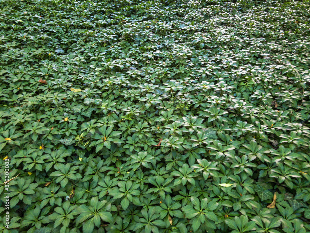 ground cover green plants background ground cover green plants background