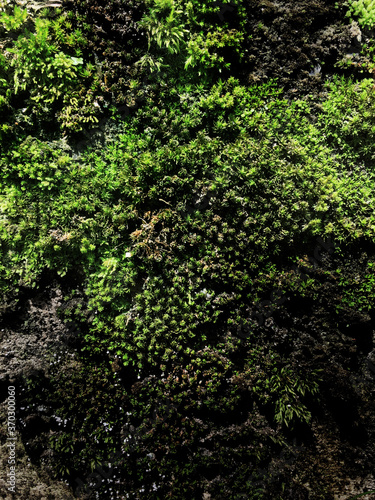 Fototapeta Naklejka Na Ścianę i Meble -  Beautiful green moss background