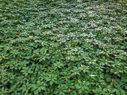Fotografija ground cover green plants background