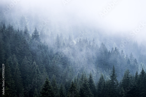 Magical atmosphere in the foggy forest  Morning  Austria