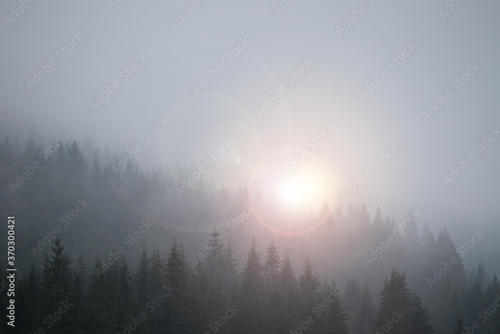 Fototapeta premium Magical atmosphere in the foggy forest, Morning, Austria
