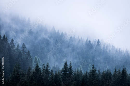 Fototapeta Naklejka Na Ścianę i Meble -  Magical atmosphere in the foggy forest, Morning, Austria