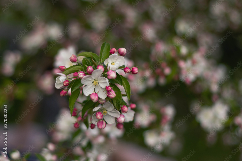 cherry tree blossom