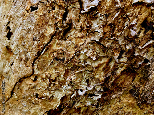 Old wood texture background