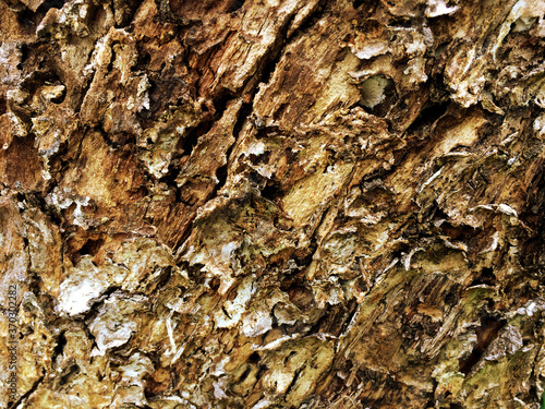 Old wood texture background