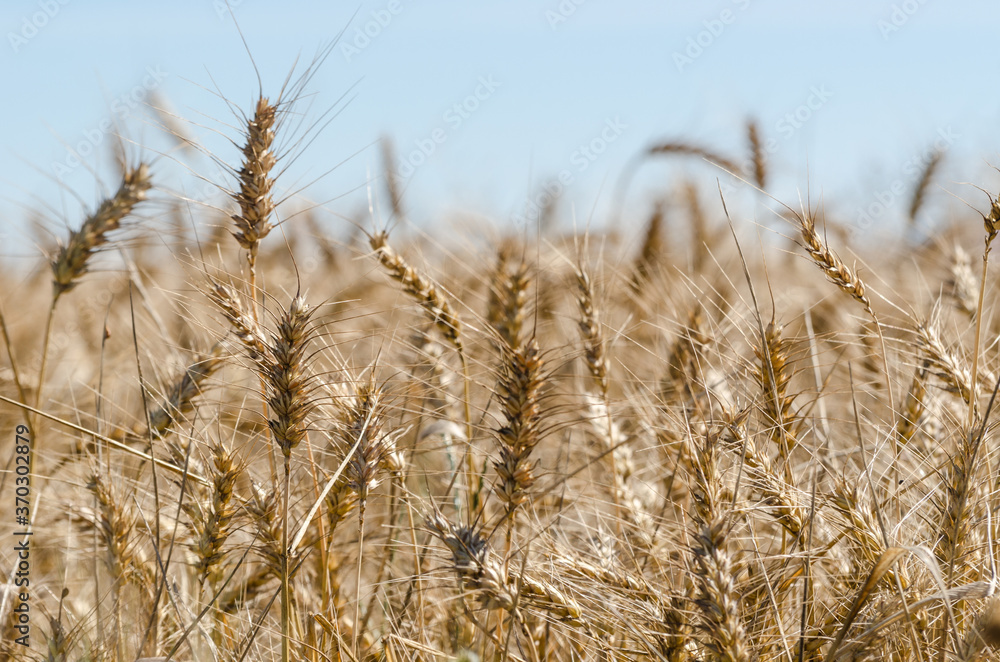 Fototapeta premium GRAIN - Agricultural crops in the field ready for harvest 