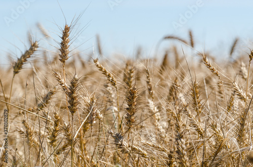 GRAIN - Agricultural crops in the field ready for harvest 