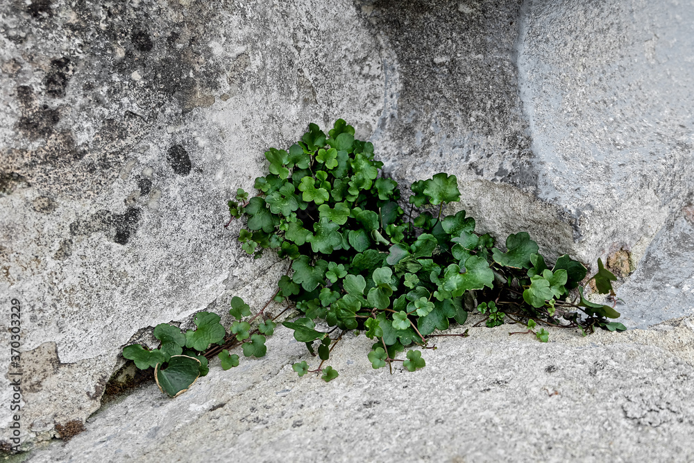 close up of kenilworth ivy growing on a stona wall