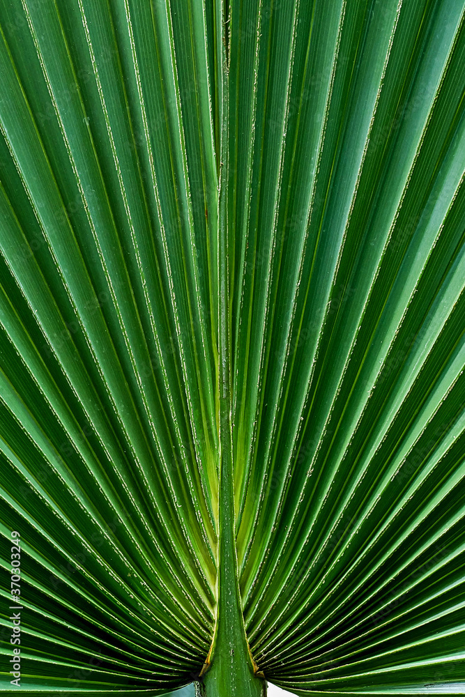 close up of the leaf of a fan palm close up of the leaf of a fan palm
