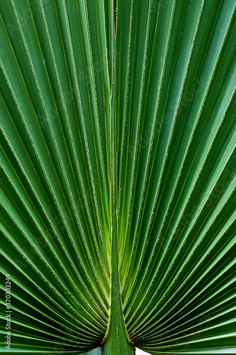 close up of the leaf of a fan palm