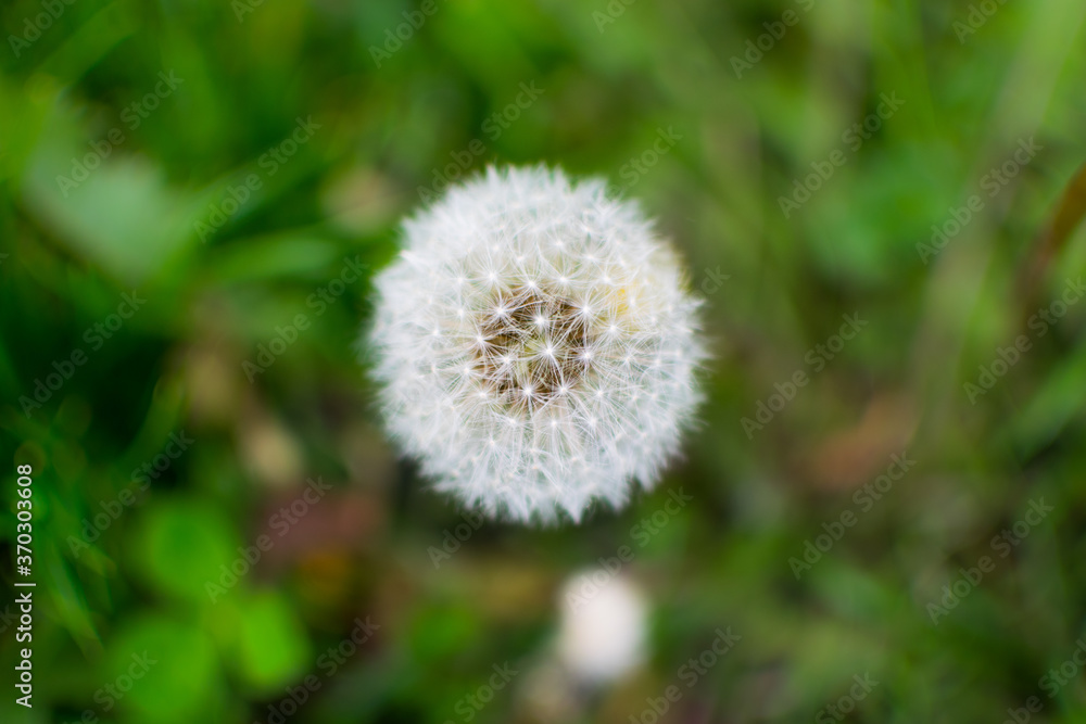 close up shot of white dandelion flower close up shot of white dandelion flower