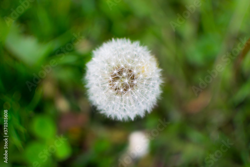 close up shot of white dandelion flower