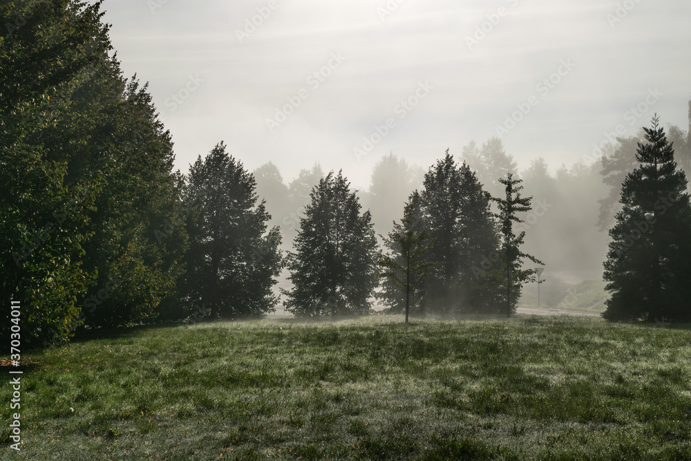 Fototapeta premium foggy misty simple landscape background green trees