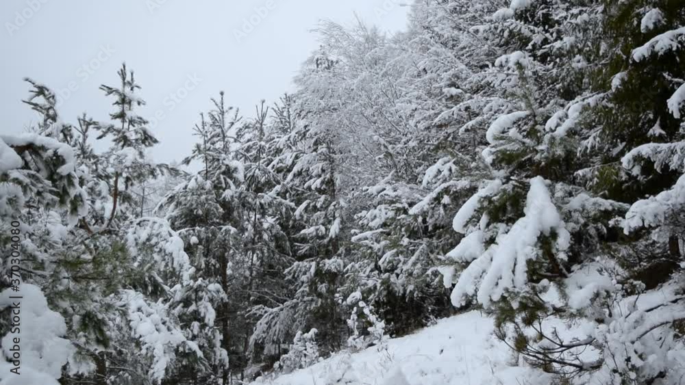 snow covered pine trees snow covered pine trees