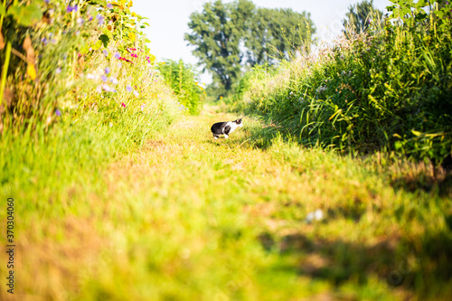 Cat in the field hunting for mice between sunflowers