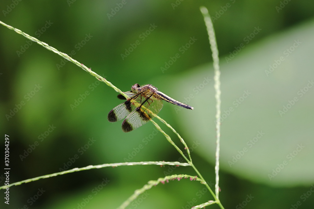 dragonfly in grass dragonfly in grass