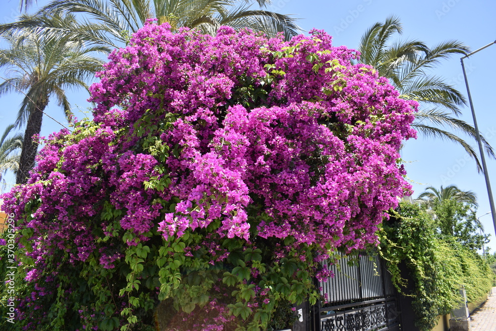 flower flower