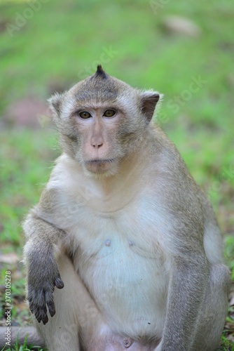 Portrait of a monkey sitting on a tree