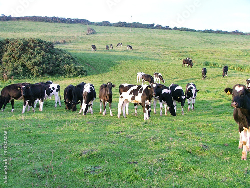 Lazy Welsh Herd