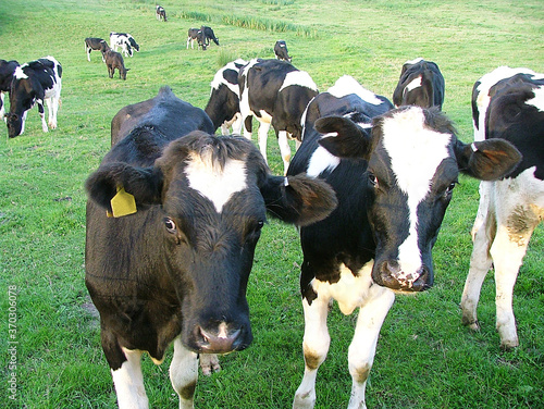 Photos Welsh Cattle Herd
