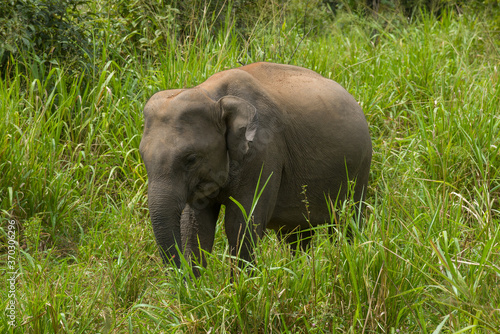 A young elephant in a thicket of lush grass. Sri Lanka