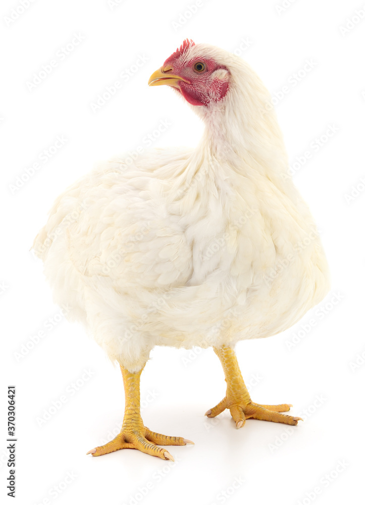 white hen isolated.