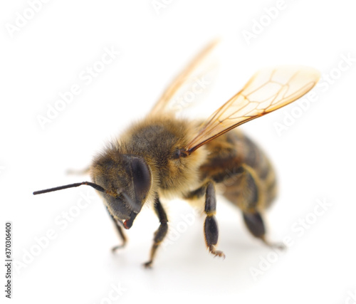 Bee on white. © olhastock