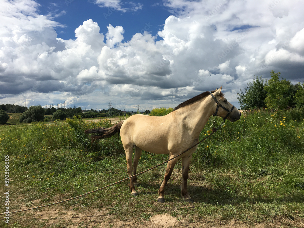 white horse in the meadow lifted its tail white horse in the meadow lifted its tail