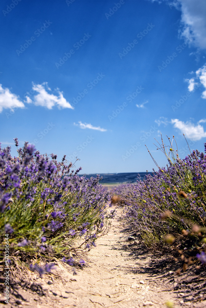 Summer and beautiful nature. Vacation. Summer and beautiful nature. Vacation.