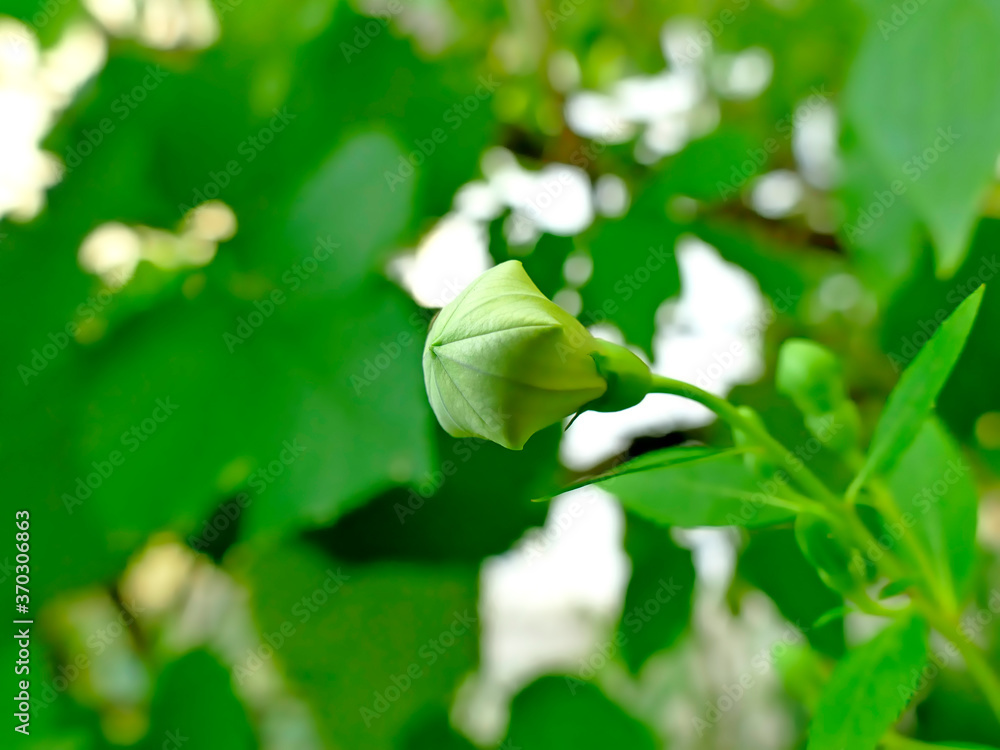 Obraz premium Chinese bellflower, medicine plant