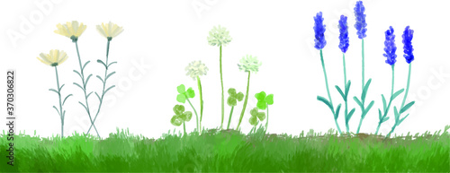 ラベンダーとクローバーと芝生のイラスト