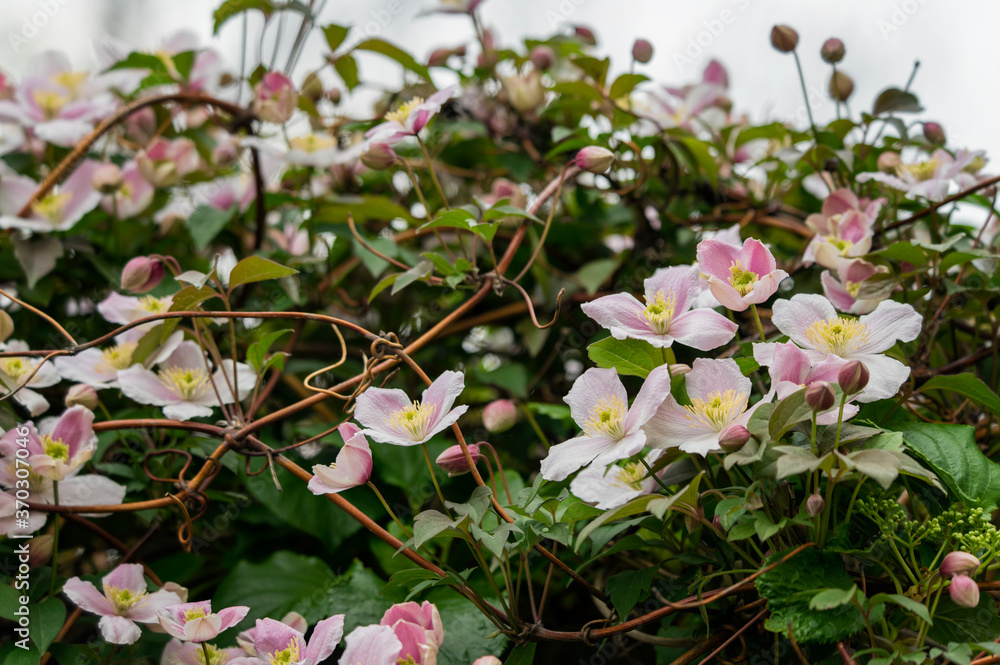 Fototapeta premium Pink flowers on a creeping plant.