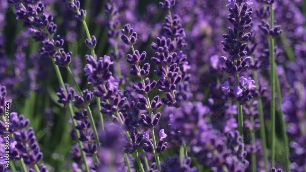 Panning video of dense flowering lavender plants, latin name Lavandula Angustifolia, also known as English Lavender, in summer sunshine, pollinated by western honey bees Apis Mellifera. Panning video of dense flowering lavender plants, latin name Lavandula Angustifolia, also known as English Lavender, in summer sunshine, pollinated by western honey bees Apis Mellifera.