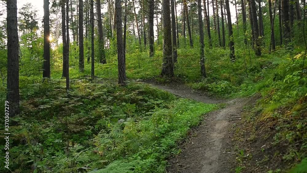 A path leading through a hilly slope overgrown with coniferous forest on a summer day A path leading through a hilly slope overgrown with coniferous forest on a summer day