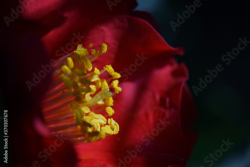 Light Red Flower of Camellia in Full Bloom

