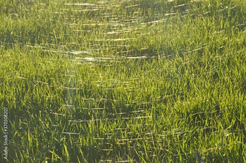 Cereal field covered with spider webs
