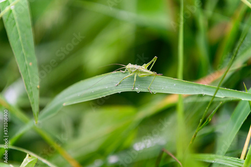 Grasshopper on a green leaf of grass with dew.