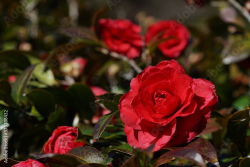 Light Red Flower of Camellia in Full Bloom 