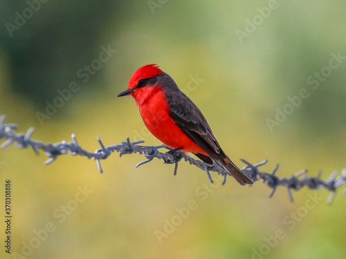 Vermilion Flycatcher photo