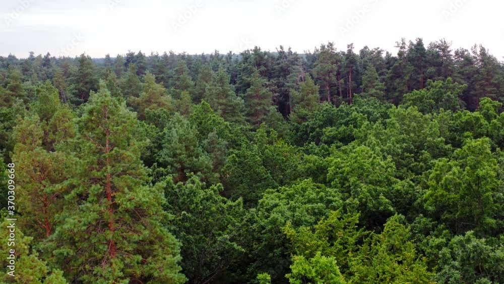 Aerial view of forest tree. Green tree forest view from above Aerial view of forest tree. Green tree forest view from above