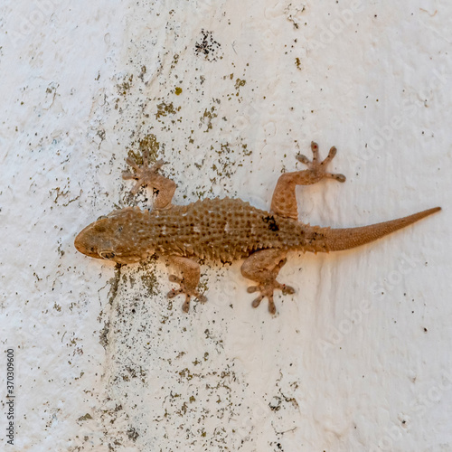 Taranto of Mauretania lizard geckos - gekko - Tarente de Maurétanie