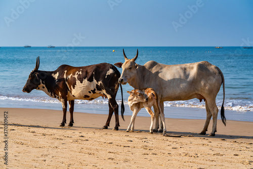 Cows walk along the sea beach