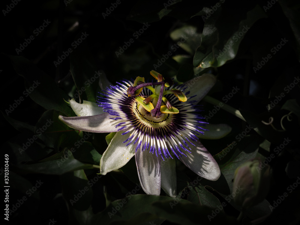 Fototapeta View of passion flower against black background